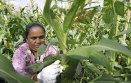 Houston Chronicle reports on our work with the Alliance for Multicultural Community Services SE Houston garden provides Bhutanese refugees a greener future SUSAN CARROLL , HOUSTON CHRONICLE Published 05:30 a.m., Tuesday, July 12, 2011 Bhakti Chamlagai, a refugee from Bhutan, wraps long bean plants...